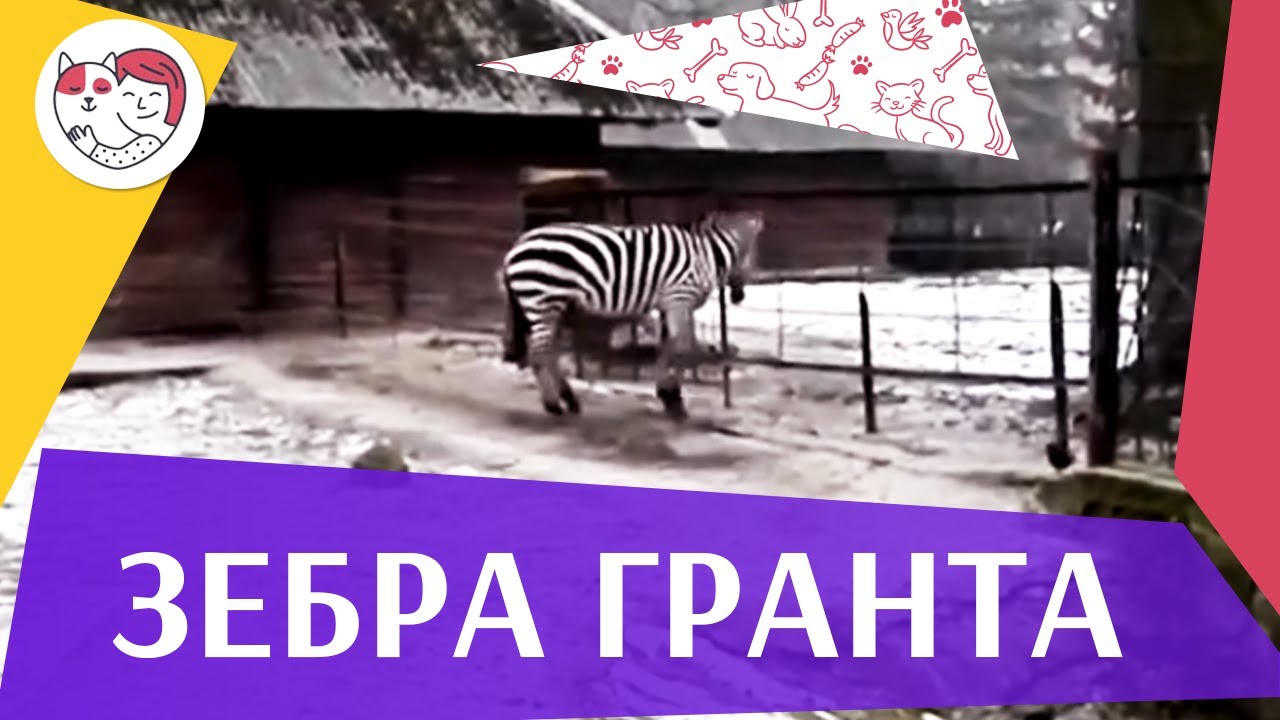 Зебра Гранта Семейные отношения на ilikepet