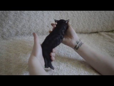 Leominipard Nika ,girl 10.04.2016 Black smoke