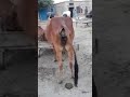 Cow Poop