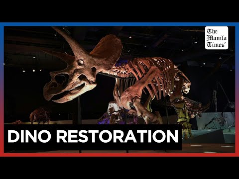 US restorationist gives life to 60-million-year-old dinosaur fossils