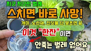 스치면 바로 사망 이것 천연살충제 한잔이면 안죽는 벌레 없어요 개미 노린재 진딧물 단 몇초면 끝 #벌레퇴치 …
