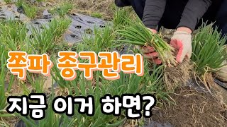 쪽파 종구 만들기 지금부터 ! 지금 꼭해야