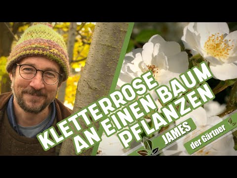 So wachsen Ramblerrosen in Bäume! | James der Gärtner