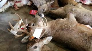 Michigan DNR deer checkpoint