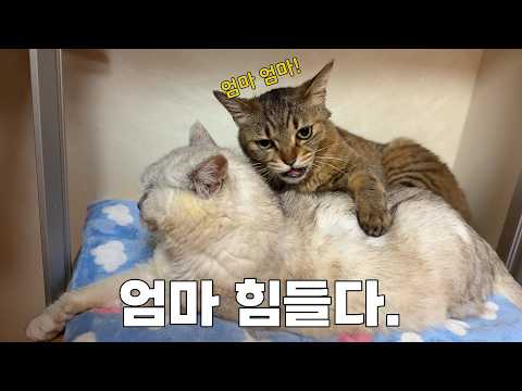 아픈 막내아들 돌보는 엄마 고양이의 인내심...