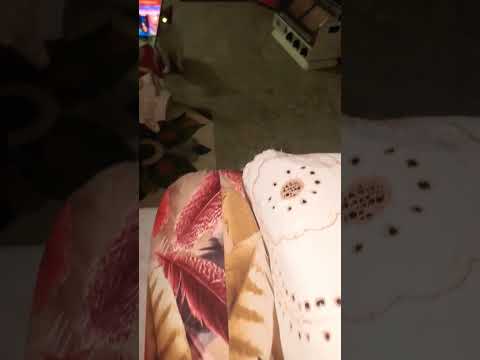 Meet Miss Rinkee #shortvideo #cat #mybloopers #pet