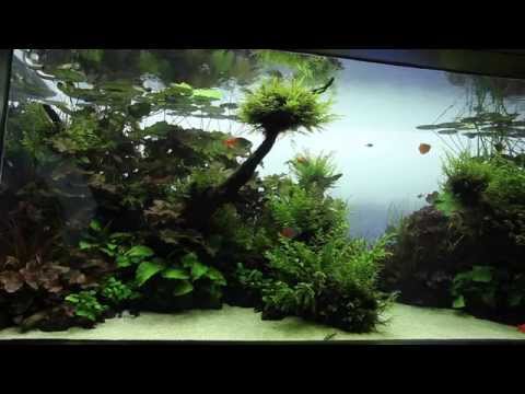 Visite | Live planted Aquarium - Aquascape par Aqua Design Amano