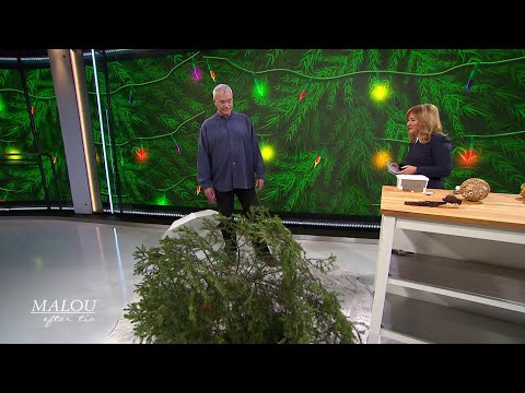 Biologen: Uppemot 20 000 insekter kan finnas i en julgran - Malou Efter tio (TV4)
