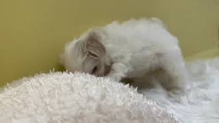 マルチーズの動画01
