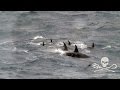 Crew of the BOB BARKER encounter rare Ecotype D.