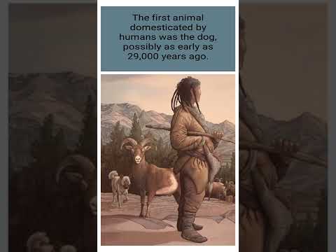what was the first domesticated Animal ?