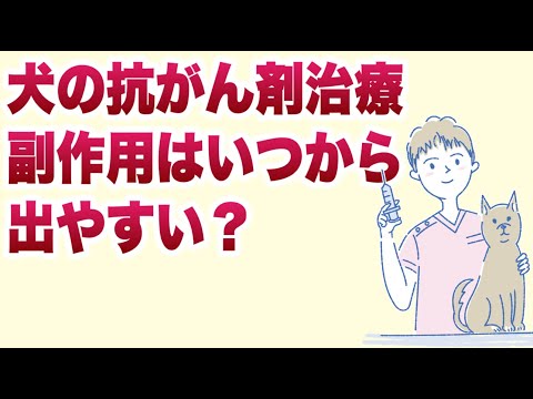 犬の化学療法 - 副作用と薬剤