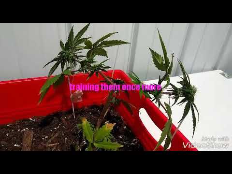 Training/for more yield and bigger buds/pt 13