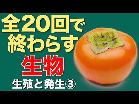 庭の外来植物 ススキの管理栽培 女王観賞用草