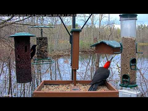 Pileated Woodpecker Samples Suet At Cornell Feeders – May 4, 2020