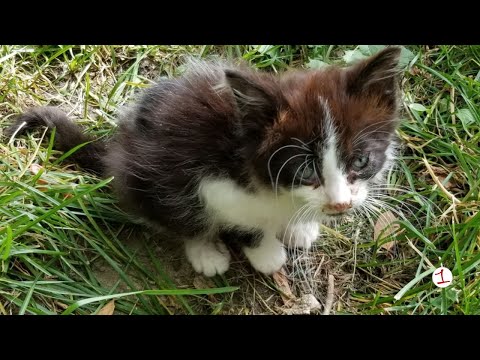 How Auburn Community Cats TNR is helping decrease the cat overpopulation