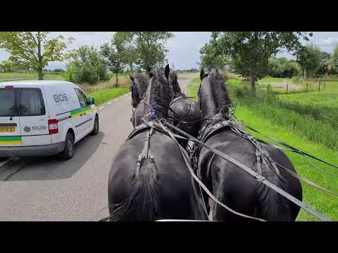 Stal Okkema's Rudmer, Twix, Wonne and Vriez