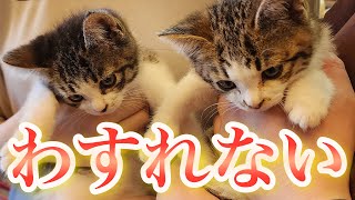 【一生に一度】子猫たちの最後の動画です。