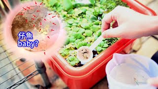 孔雀魚戶外缸一個月 生小魚 無過濾 無打氣 自來水直加 Guppy tank one month *GUPPY BABY* no filter no air pump use tap water