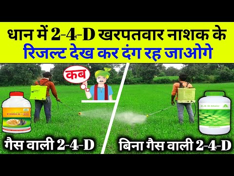 Paddy 2-4-D herbicide | ethyl Ester 38% | dimethyl amine salt 58% | 2 4 D | खरपतवार नाशक