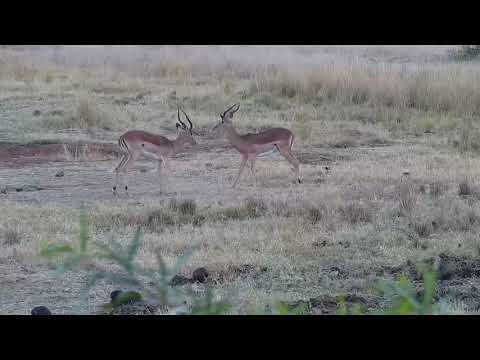 Kwa: Impala rams sparring - 06/08/19
