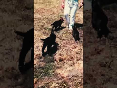 German Shepherd Dog puppy for sale