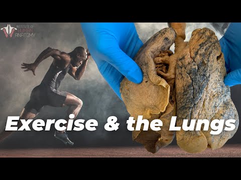 How Your Lungs "Change" With Exercise