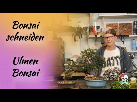 Bonsai schneiden / Ulmen Bonsai schneiden