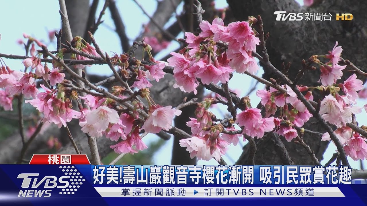 好美!壽山巖觀音寺櫻花漸開 吸引民眾賞花趣