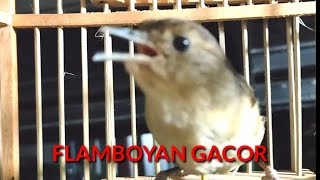 Download lagu FLAMBOYAN Gacor Ngebren Rapat, Nyerecet Cocok buat Pancingan agar cepat Nyaut mp3