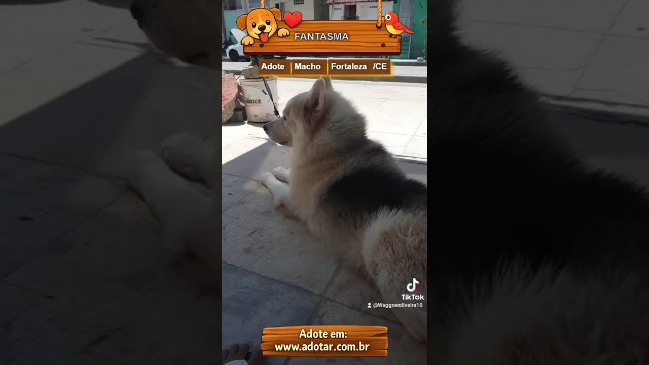 Cachorro raça Basset-Cofap idade 6 ou mais anos nome FANTASMA