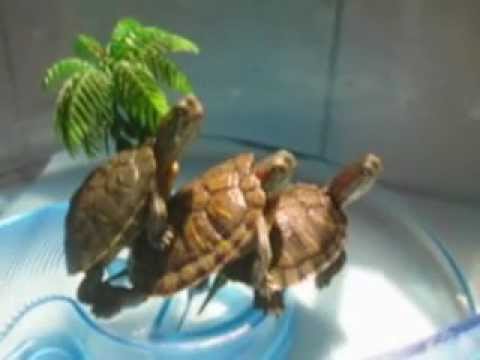 三隻龜龜 光天化日-19-03-2008