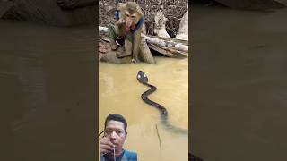Download lagu monyet di samperin ular cobra #monyet #monkey #animals #hewan #lucu #cute #shorts #shortvideo mp3