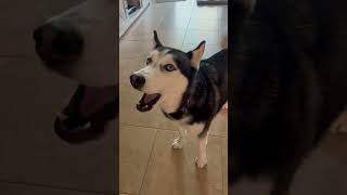 A#husky good morning! #siberianhusky #talkinghusky #dog #huskylife #dogtalk #huskydog