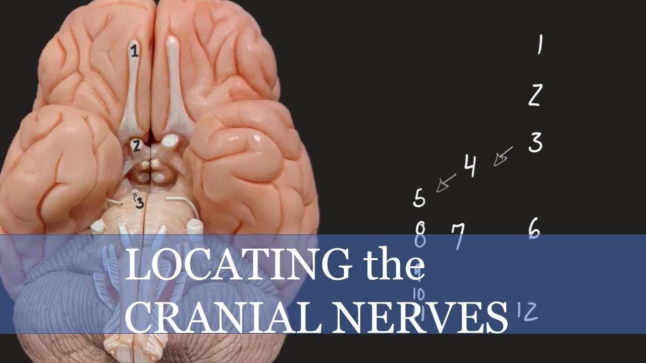 Cranial Nerves ｜Location
