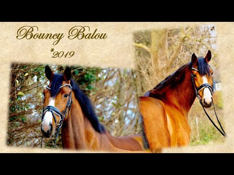 Bouncy Balou von Balou Peggio, doppelt veranlagter Wallach (*2019) *zu verkaufen*