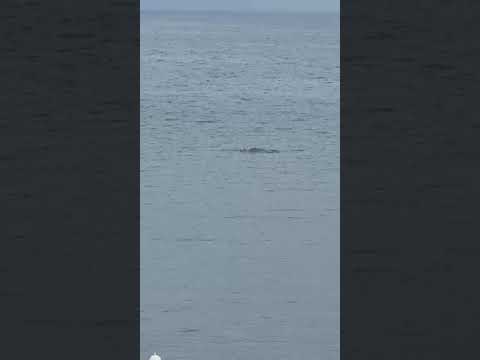 Delfino nel porto di Rio Marina, parte 2