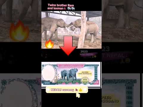 Nepal 1st🐘❣️🇳🇵😳 #twins #elephants #हात्ती #visitnepal2023 #chitwan #nepal #shorts #shortsvideo