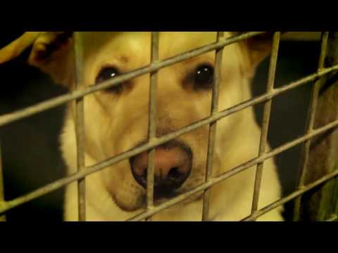 Animal care worker video 2