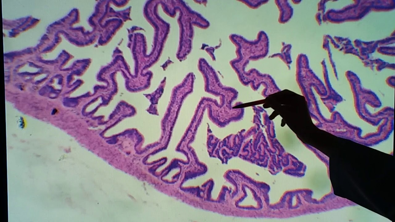 Histologia da tuba uterina