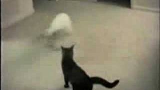 Hond En Kat Dog And Cat  humor