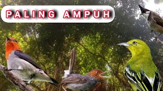 Download lagu Paling ampuh ‼️ suara pikat burcil ribut || jaring fishing mp3 Download lagu Paling ampuh ‼️ suara pikat burcil ribut || jaring fishing mp3