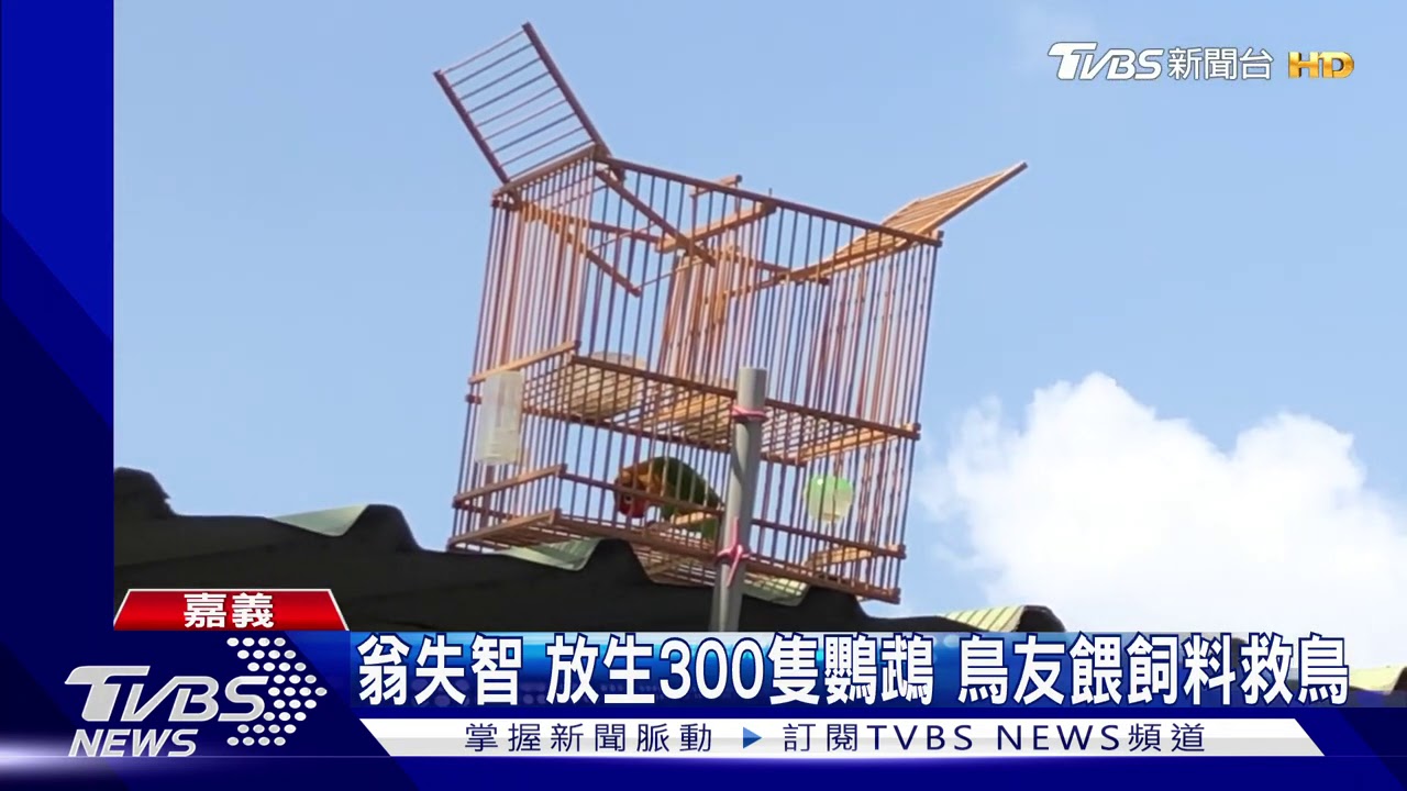 翁失智放生300隻鸚鵡 鳥友餵飼料救鳥