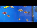 Video: Platy Coral Surtido Rojo 2.5-3 CM