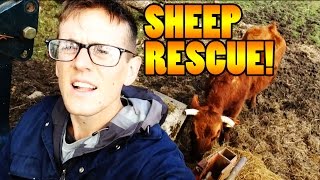 SHEEP RESCUE FORCE ONE! - Travel VLOG 90 [IRELAND]