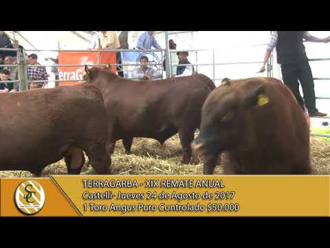 24-08-17 Venta Toros  Angus P.C - Terragarba - Castelli