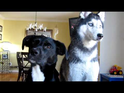 , title : '2 Smart Dogs - Mishka the Talking Husy & Moki'