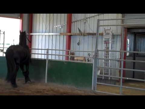 Azul May 2010, 1997 FPS Imported Grand National Wrold Champion Fresian Stallion For Sale, 16.2+ HH