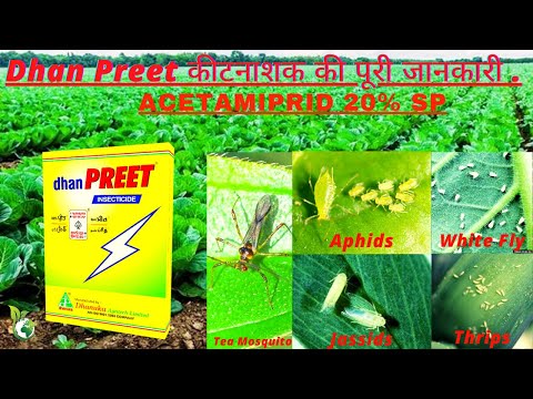 Powder DHANUKA DHAN PREET INSECTICIDE ACETAMIPRID 20% SP, 100 gm