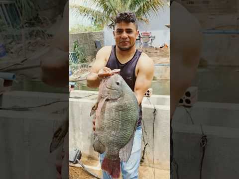 Почему эту рыбу истребляют?